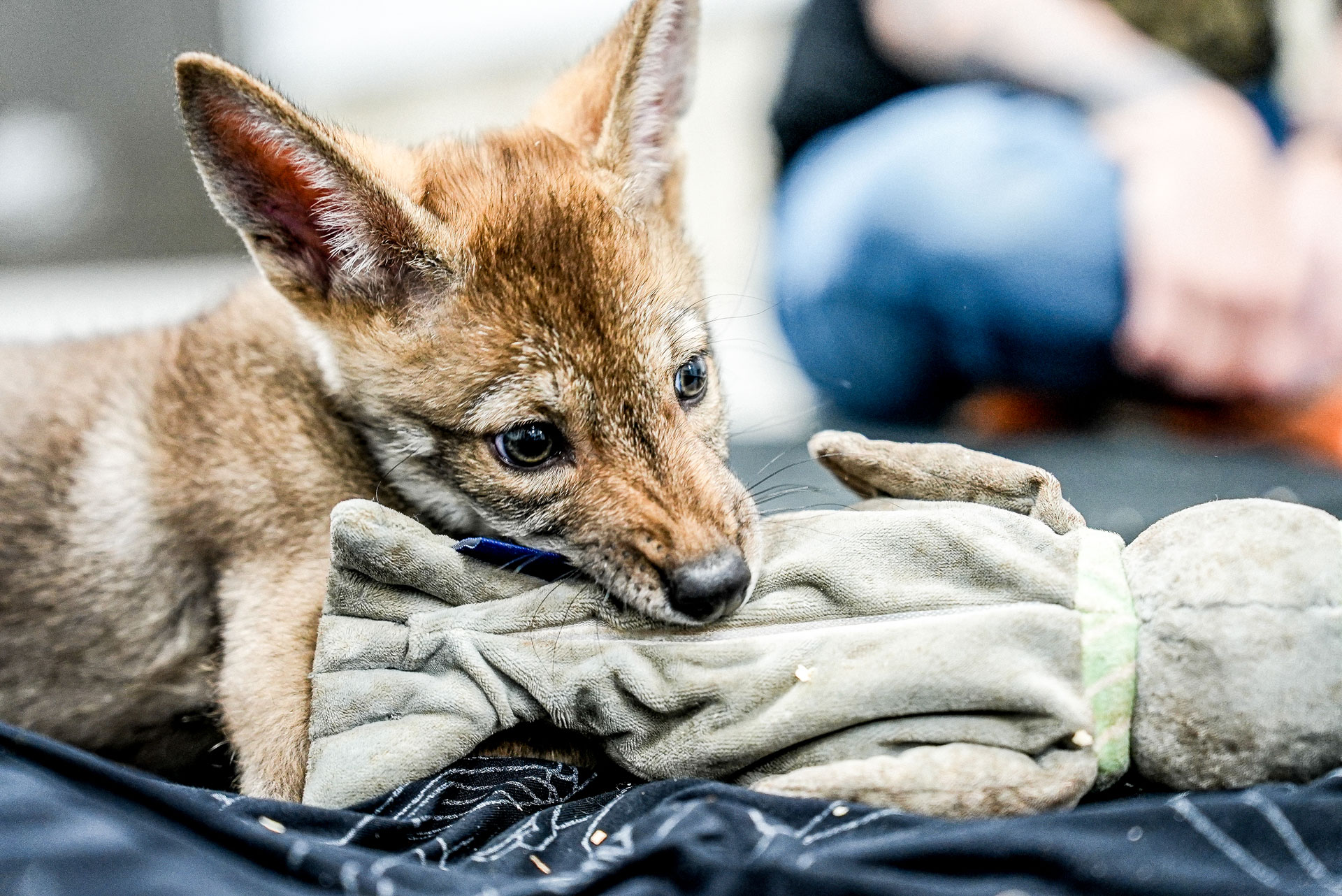 a wolf pup chews on a terrycloth toy