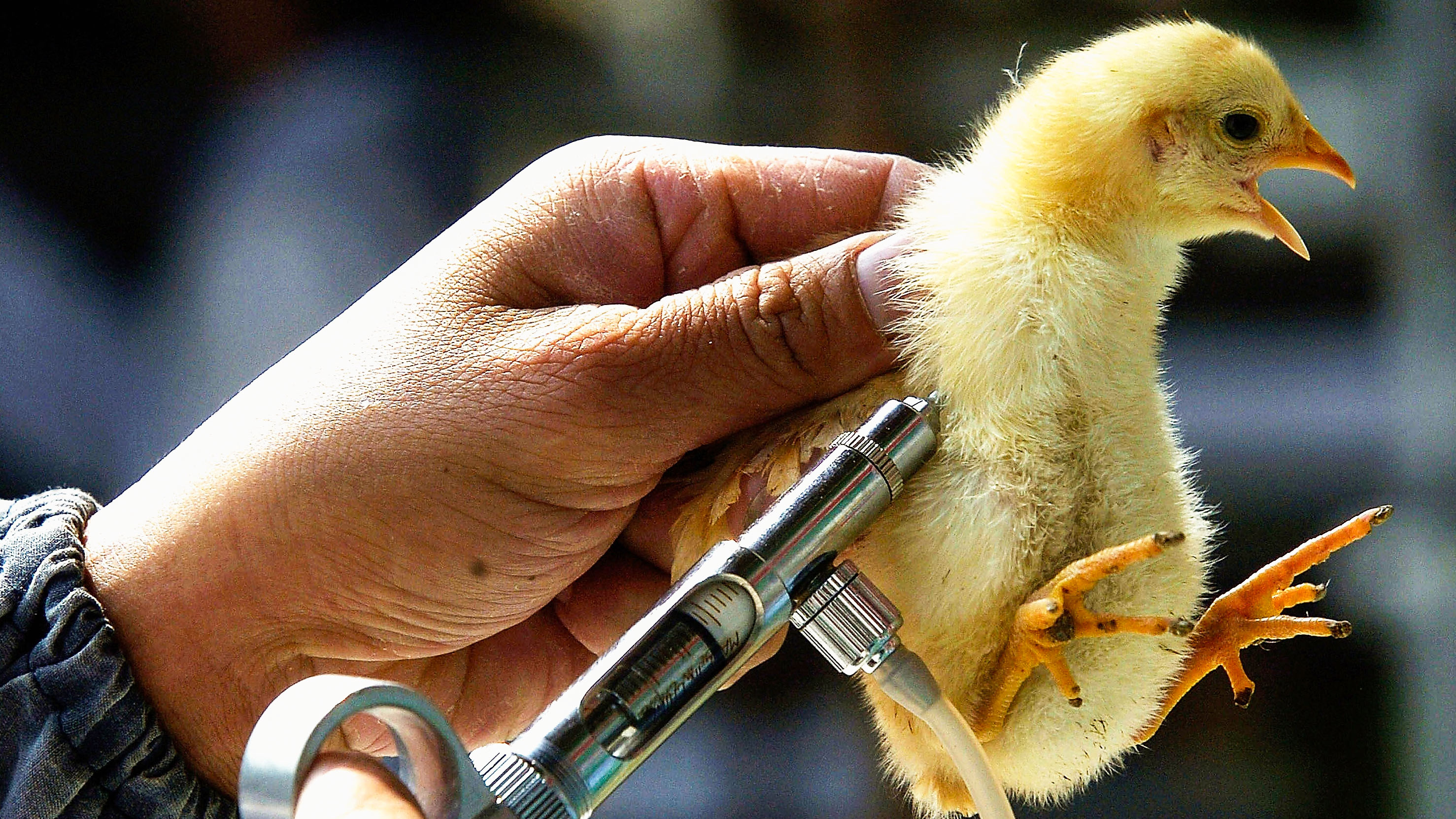 A hand holds a chick by the scruff and vaccinates it for avian flu