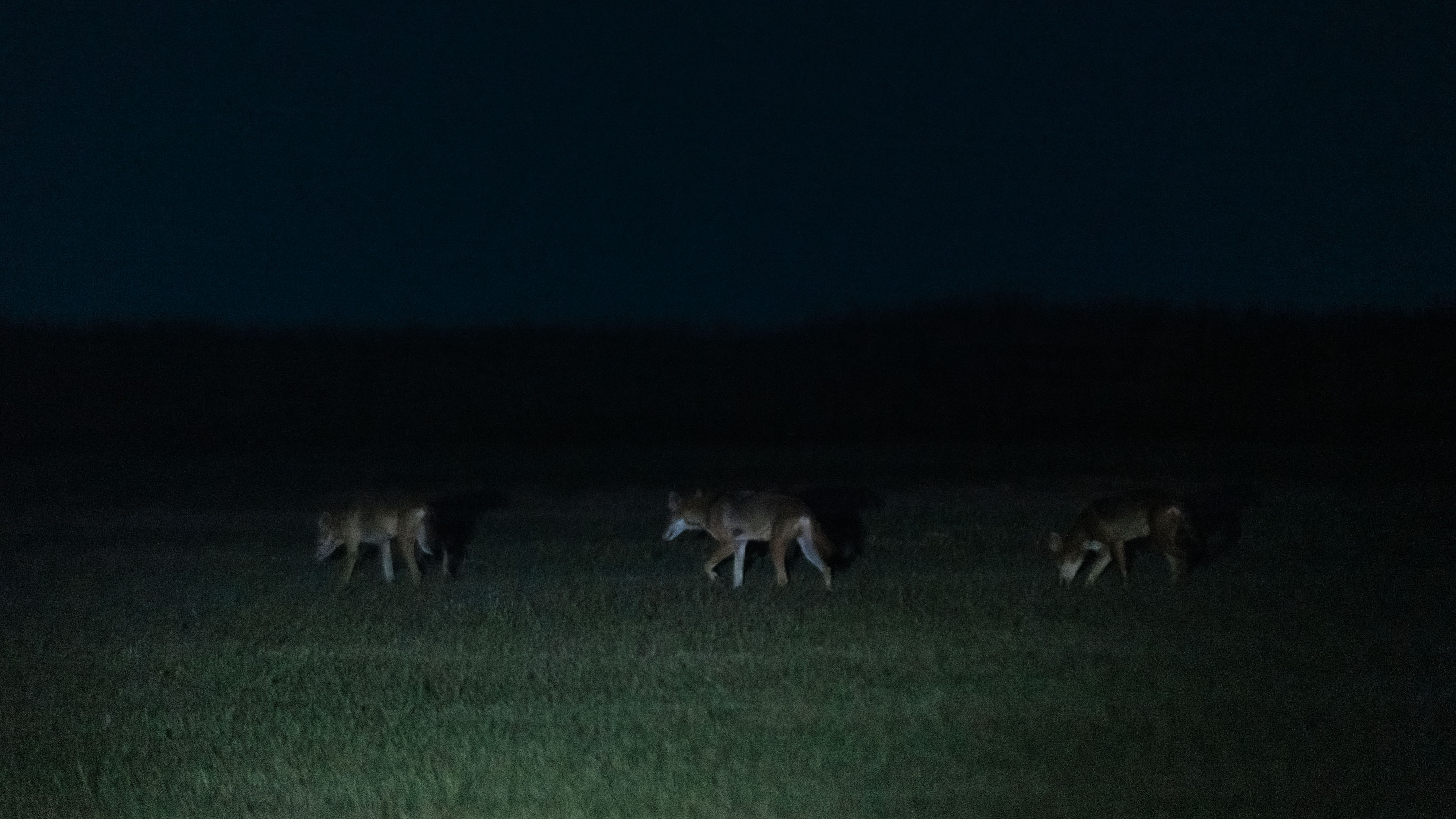 three wolves in the dark